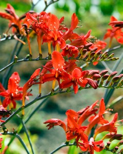Crocosmia Lucifer